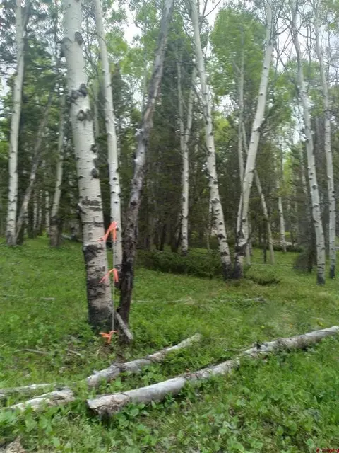 525 Crest Dr, Cimarron, CO 81220 photo 2