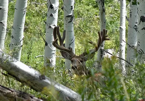 12951 Ms Rd, Gateway, CO 81522 photo 5