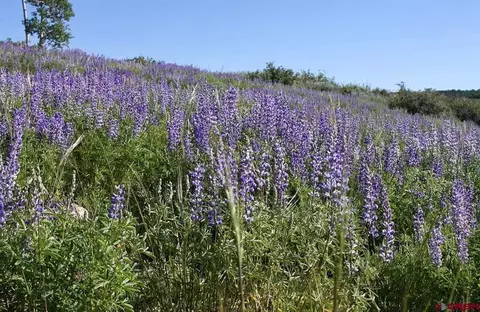 12951 Ms Rd, Gateway, CO 81522 photo 3