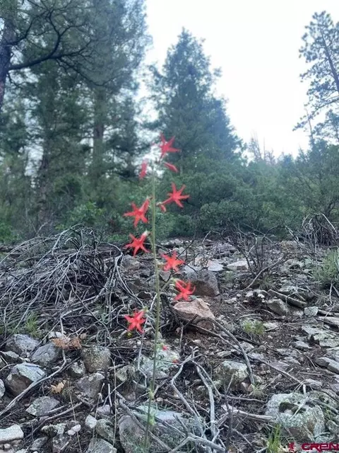 tbd 58p Rd, Placerville, CO 81430 photo 8
