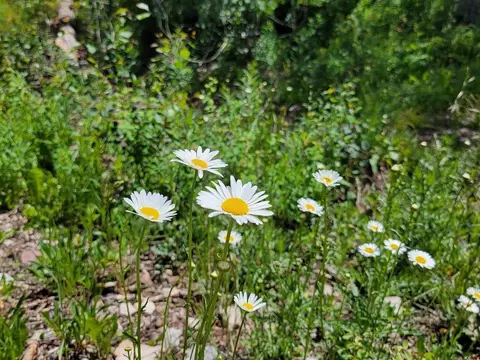 59 Engineer Dr, Durango, CO 81301 photo 13