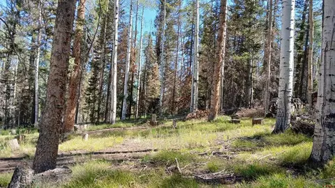 2020 Spruce Rd, Cimarron, CO 81220 photo 15
