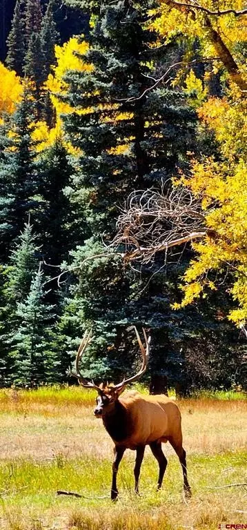 1649 Sheep Springs Rd, Durango, CO 81301 photo 19