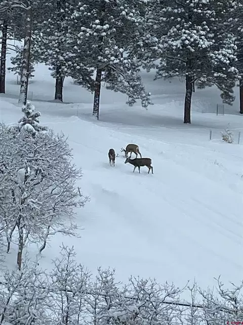 1649 Sheep Springs Rd, Durango, CO 81301 photo 18