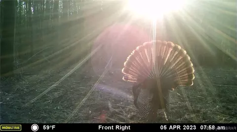 34 Acres Windsor Rd, Dutton, VA 23050 photo 32