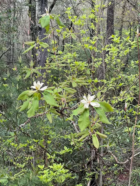 lot G- Bailey Ln, Sapphire, NC 28774 photo 4