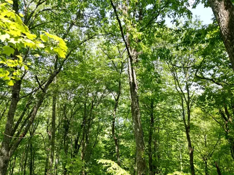 lot2 Glenshore Dr, Cullowhee, NC 28723 photo 12