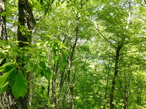 lot2 Glenshore Dr, Cullowhee, NC 28723 photo 13