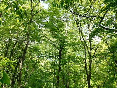 lot2 Glenshore Dr, Cullowhee, NC 28723 photo 14