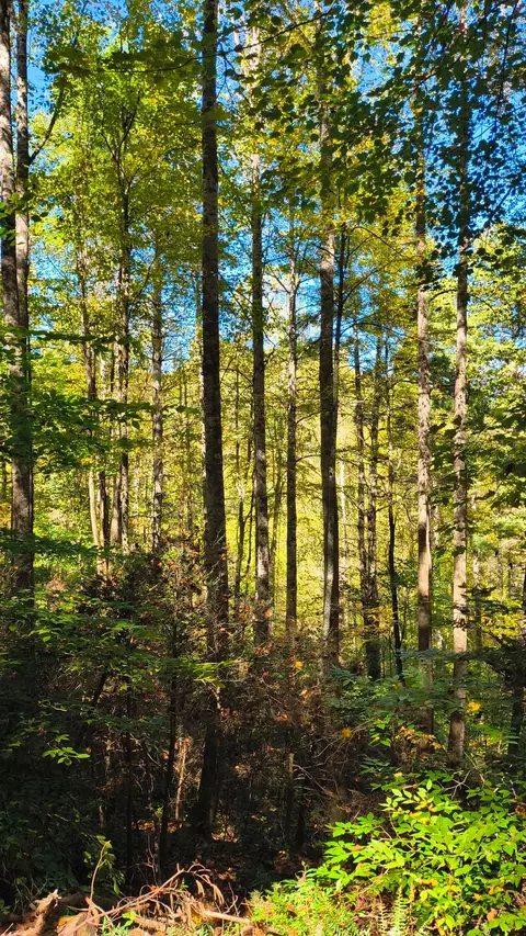 lot15 Mountain Air Rd, Franklin, NC 28734 photo 3