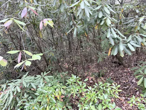 196 Wild Berry, Sapphire, NC 28774 photo 3