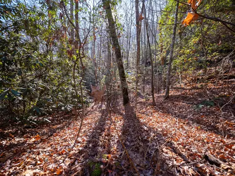 tbd Sapphire Rd, Sapphire, NC 28774 photo 4