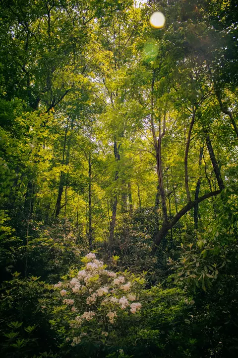 tbd Fox Den Rd, Brevard, NC 28712 photo 4