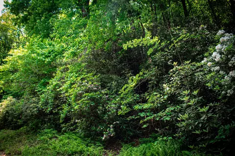 tbd Fox Den Rd, Brevard, NC 28712 photo 3