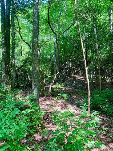 lot6 Double Creek Rd, Brevard, NC 28712 photo 2