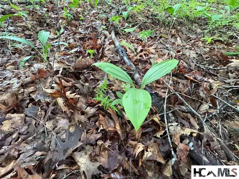 Lt 22 Hibernation Place, Cullowhee, NC 28723 photo 7