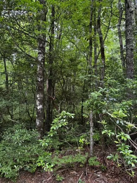 47 Big Pine Rd # B, Sapphire, NC 28774 photo 3