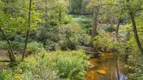 0 Sherwood Frst, Franklin, NC 28734 photo 13