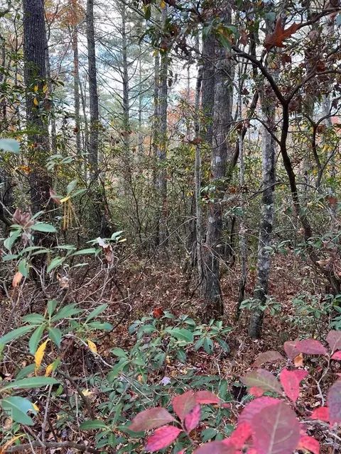 lot71 Big Pine Rd, Sapphire, NC 28774 photo 2