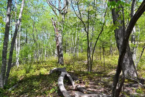 lot3 Continental Dr, Sapphire, NC 28774 photo 4