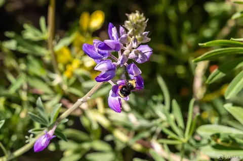 Other - 771 Creston Rd, Berkeley, CA 94708 photo 2 of 13