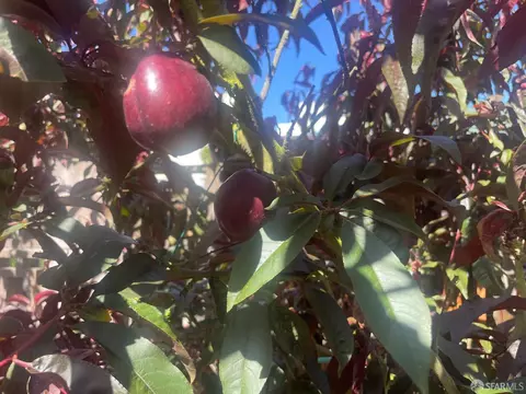 Other - 1663 23rd Ave, San Francisco, CA 94122 photo 15 of 18