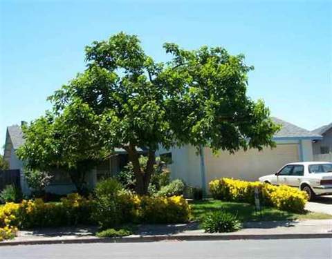 7638 Linden Ct, Newark, CA 94560 photo 1