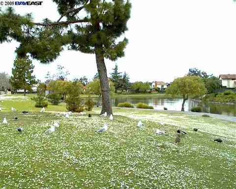 35759 Lundy Dr, Newark, CA 94560 photo 1