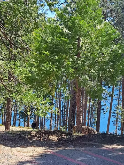 Sly Park, Pollock Pines, CA 95726 photo 15