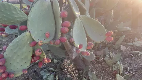 Other - 1290 Orange Ave, Patterson, CA 95363 photo 5 of 16