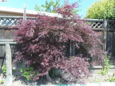 Exterior - 8155 Elgin Ln, Dublin, CA 94568 photo 9 of 10