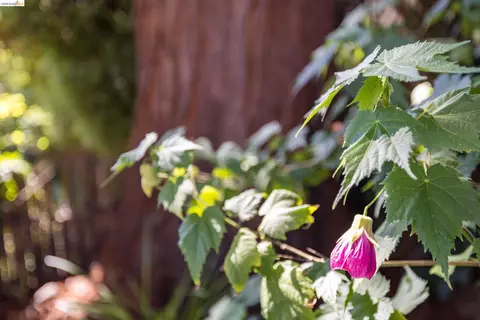 Other - 2909 Forest Ave, Berkeley, CA 94705 photo 3 of 13