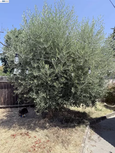 Exterior - 137 Viewmont Ave, Vallejo, CA 94590 photo 21 of 21