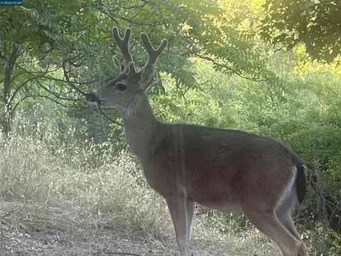 Other - 205 Summit Rd, Walnut Creek, CA 94598 photo 18 of 18