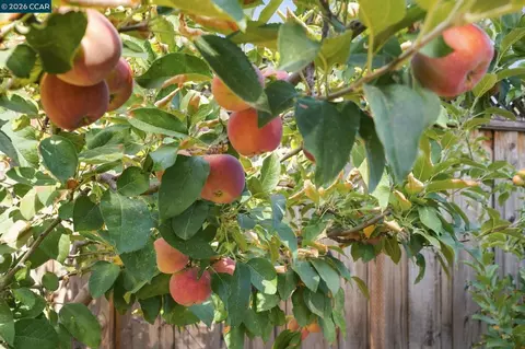 Other - 1741 Whitman Rd, Concord, CA 94518 photo 7 of 11