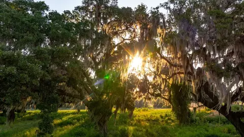 Other - 1400 Bellagio Loop, Tavares, FL 32778 photo 9 of 20