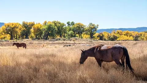 Other - 618 Fraser Loop, Dayton, NV 89403 photo 14 of 14
