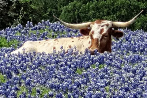 Other - 108 E Luna Blue Ln, Jarrell, TX 76537 photo 6 of 7