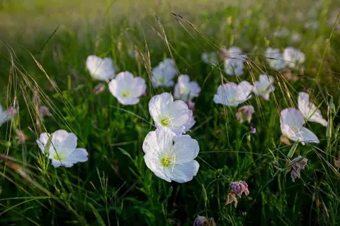 Other - 2019 Meraki Pkwy, Forney, TX 75126 photo 8 of 8