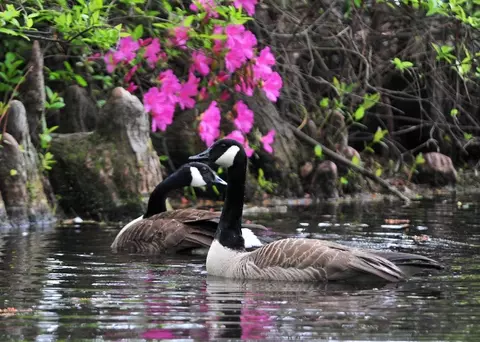 Other - Beckwood Tbd, Sumter, SC 29153 photo 13 of 19