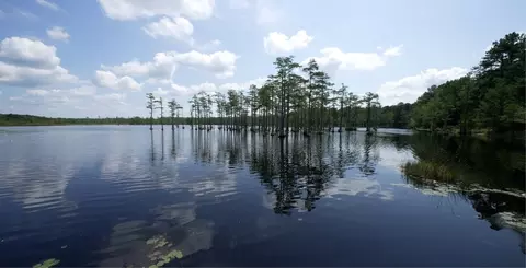 View/Area - Raglins Way, Lugoff, SC 29078 photo 2 of 2