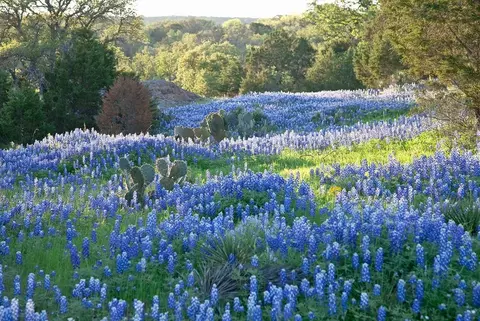 Other - 6859 Flores Rd, Spring Branch, TX 78070 photo 5 of 5