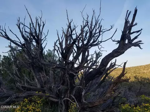 Off Big Pines Hwy. Road, Llano, CA 93544 photo 5