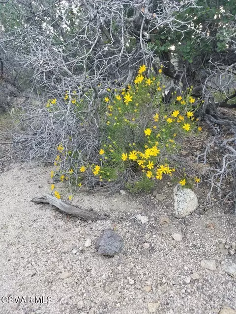 Off Big Pines Hwy. Road, Llano, CA 93544 photo 8