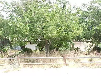 16348 Cashew St, Hesperia, CA 92345 photo 1