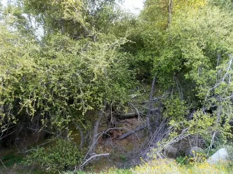 37 Lynx Ln, Prather, CA 93651 photo 14