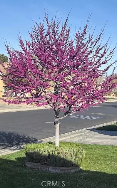 Other - 10812 Katepwa St, Apple Valley, CA 92308 photo 13 of 13