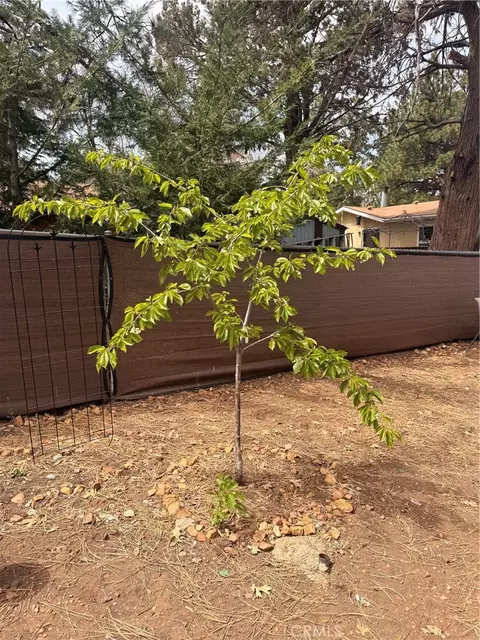 Other - 364 Leonard, Sugarloaf, CA 92386 photo 4 of 13