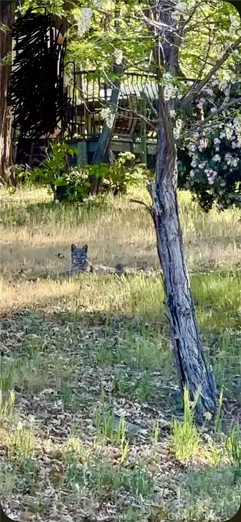 Other - 30 Park Dr, Running Springs, CA 92382 photo 21 of 23