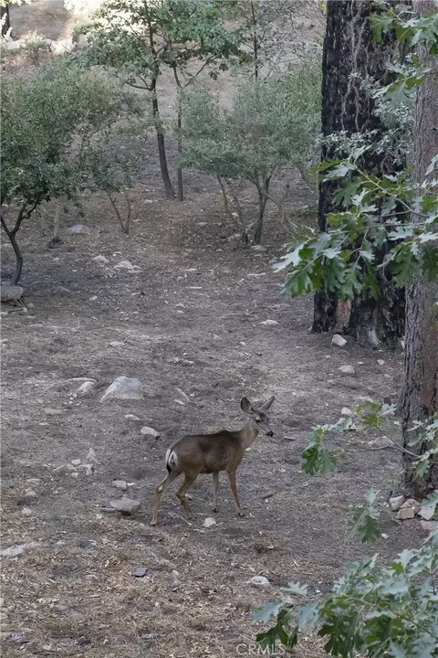 Other - 29535 Torrey Rd, Cedar Glen, CA 92321 photo 7 of 7